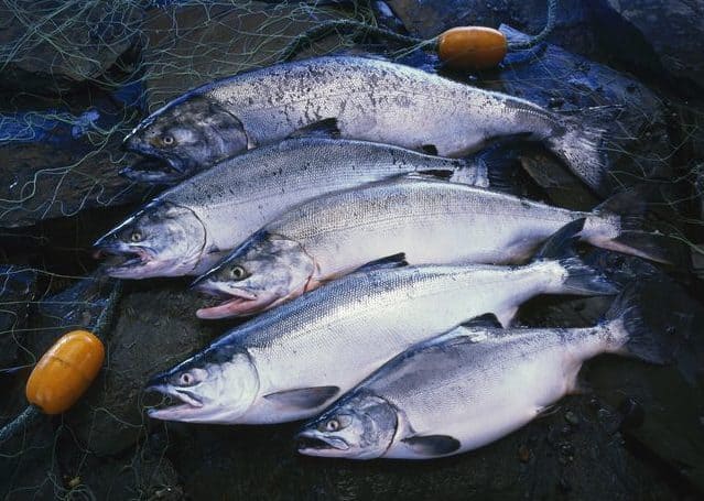 Types of Salmon fish