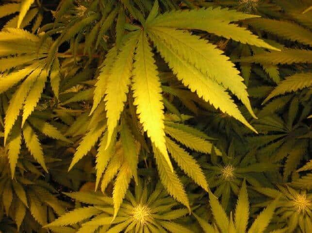 Why Marijuana Plant leaves Turning Yellow